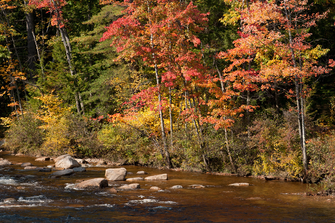 River with foliage in the background